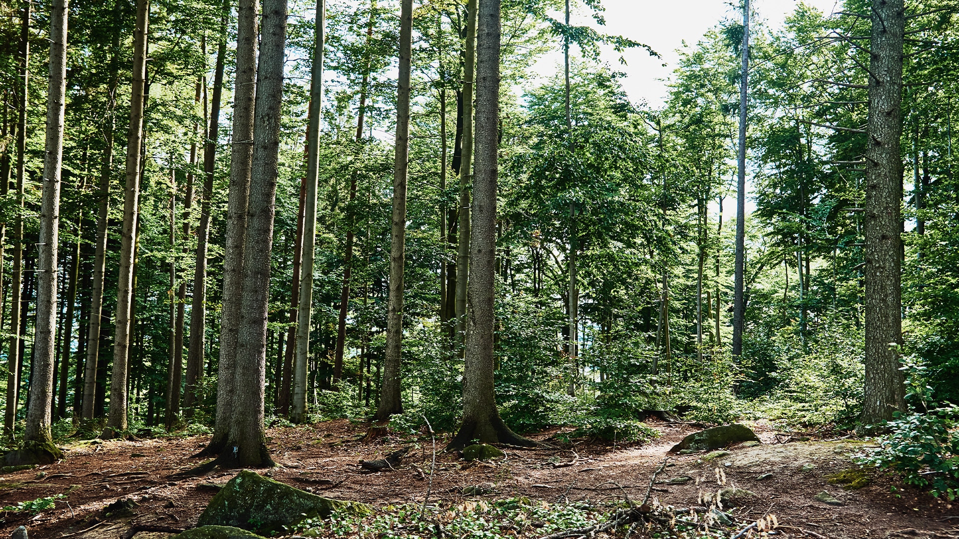 forrest