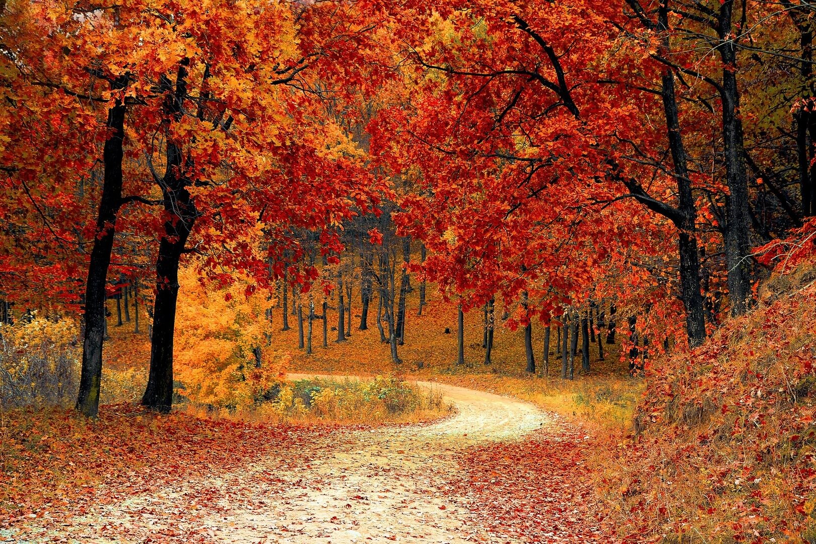 Forest of Dean appeal success autumn forest
